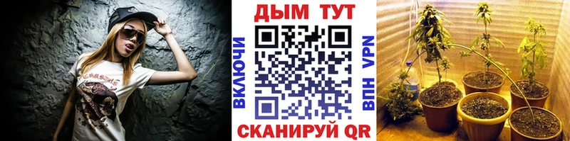 Канабис ГИДРОПОН  Купить где  Энем 